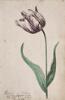 Dutch, 17th century - Great Tulip Book: Viceroy