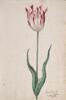 Dutch, 17th century - Great Tulip Book: Semper Augustus