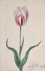 Dutch, 17th century - Great Tulip Book: Admirael Vander Eyck