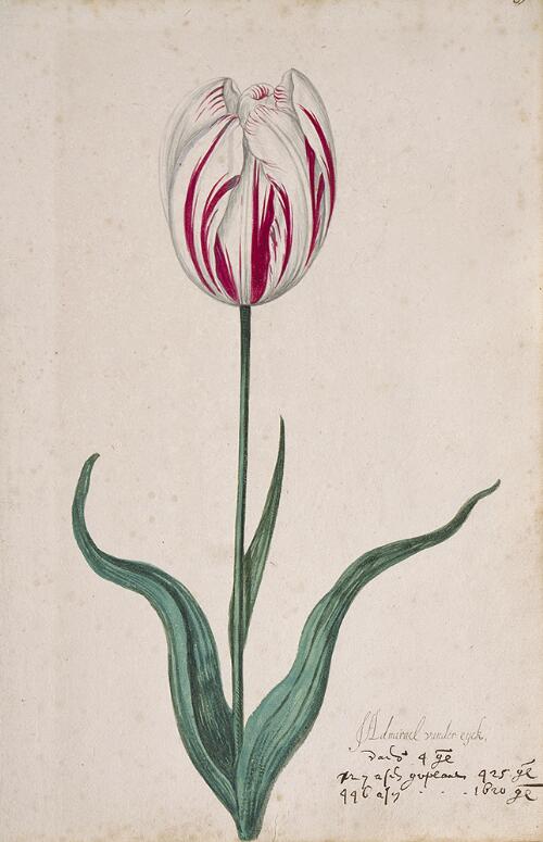 Great Tulip Book: Admirael Vander Eyck