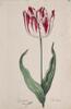 Dutch, 17th century - Great Tulip Book: Den Admirael de France
