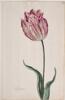 Dutch, 17th century - Great Tulip Book: Boterman