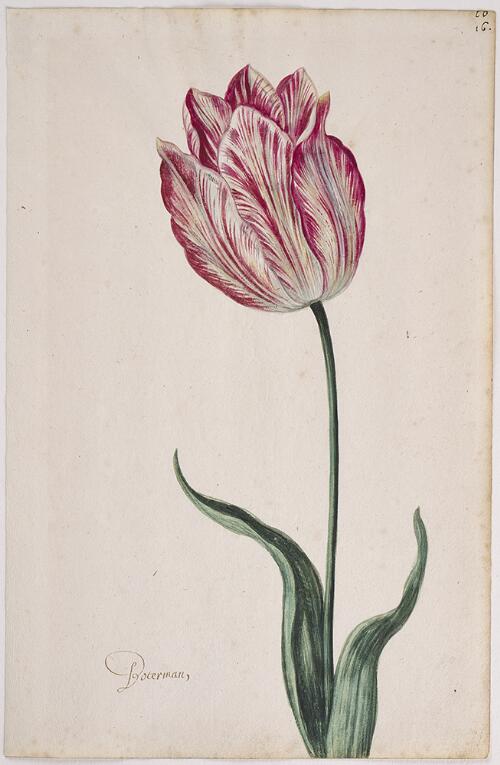 Great Tulip Book: Boterman