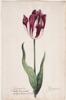 Dutch, 17th century - Great Tulip Book: Den Manuasier-S. Augustus Jacot