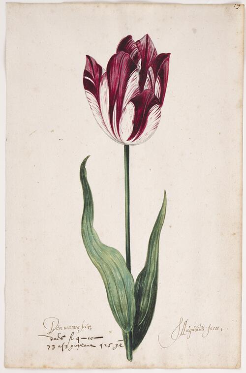 Great Tulip Book: Den Manuasier-S. Augustus Jacot