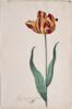 Dutch, 17th century - Great Tulip Book: Root En Geel Van Leyden