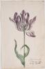 Dutch, 17th century - Great Tulip Book: Purper Int Wit Van Jeroen