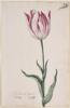 Dutch, 17th century - Great Tulip Book: Admirael Bogart