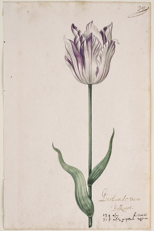Great Tulip Book: Gevlamde Van Boskaert