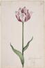 Dutch, 17th century - Great Tulip Book: Admirael Vander Poel