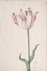Dutch, 17th century - Great Tulip Book: S