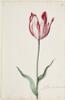 Dutch, 17th century - Great Tulip Book: Admirael Secretaris