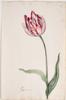 Dutch, 17th century - Great Tulip Book: Secretaris