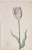 Dutch, 17th century - Great Tulip Book: Aerschot