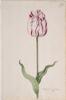 Dutch, 17th century - Great Tulip Book: Witte