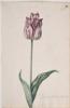 Dutch, 17th century - Great Tulip Book: 