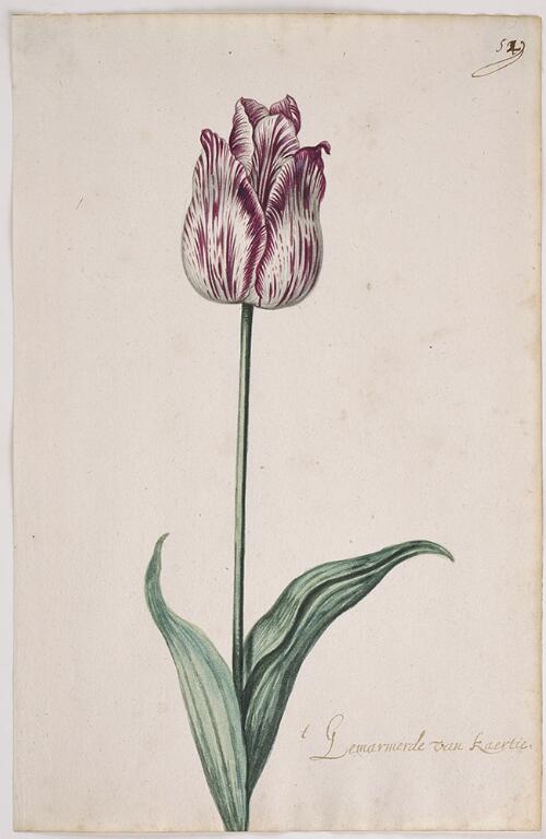 Great Tulip Book: 