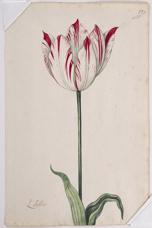 Great Tulip Book: Labella