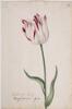 Dutch, 17th century - Great Tulip Book: Admirael Kuip