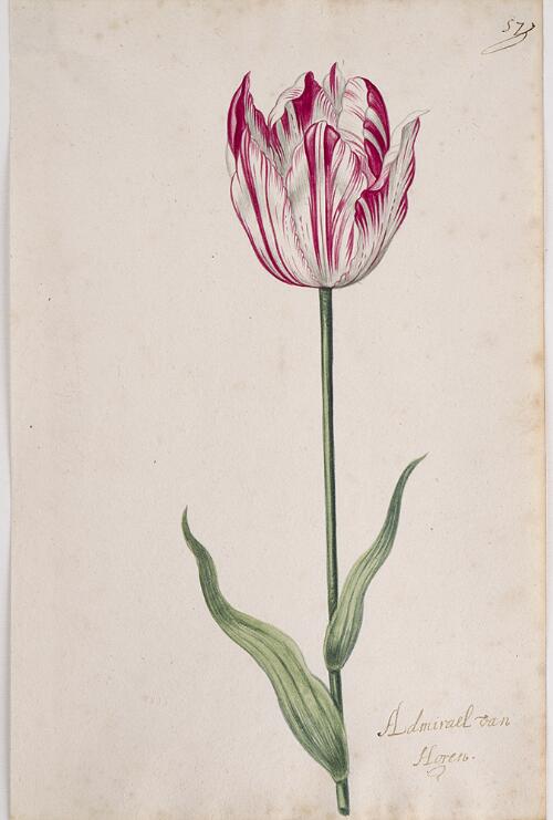 Great Tulip Book: Admirael Van Horen