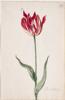 Dutch, 17th century - Great Tulip Book: Brandenburger