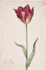 Dutch, 17th century - Great Tulip Book: Tulpa Bagijn