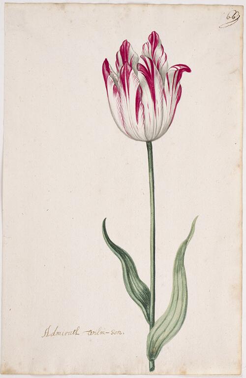 Great Tulip Book: Admirael Wils-Son