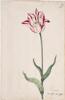 Dutch, 17th century - Great Tulip Book: Princesse