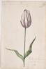 Dutch, 17th century - Great Tulip Book: Admirael Van Enckhuisen