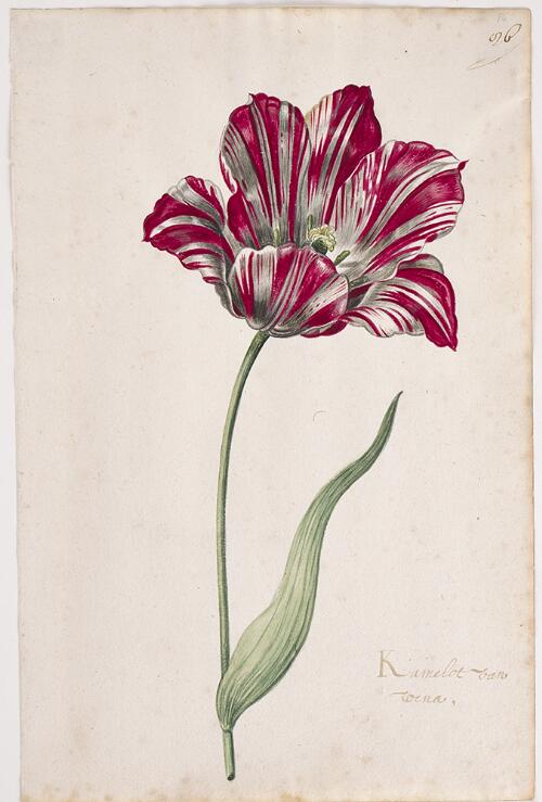 Great Tulip Book: Kamelot Van Wena