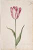 Dutch, 17th century - Great Tulip Book: Colembijm de Meester