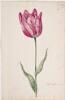 Dutch, 17th century - Great Tulip Book: Scipion Africanus