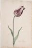 Dutch, 17th century - Great Tulip Book: Tulpa Boggo