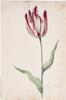 Dutch, 17th century - Great Tulip Book: Tulpa Verduin