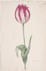 Dutch, 17th century - Great Tulip Book: Victor