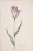 Dutch, 17th century - Great Tulip Book: Wijse Compeer