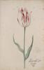 Dutch, 17th century - Great Tulip Book: Admirael de Lange